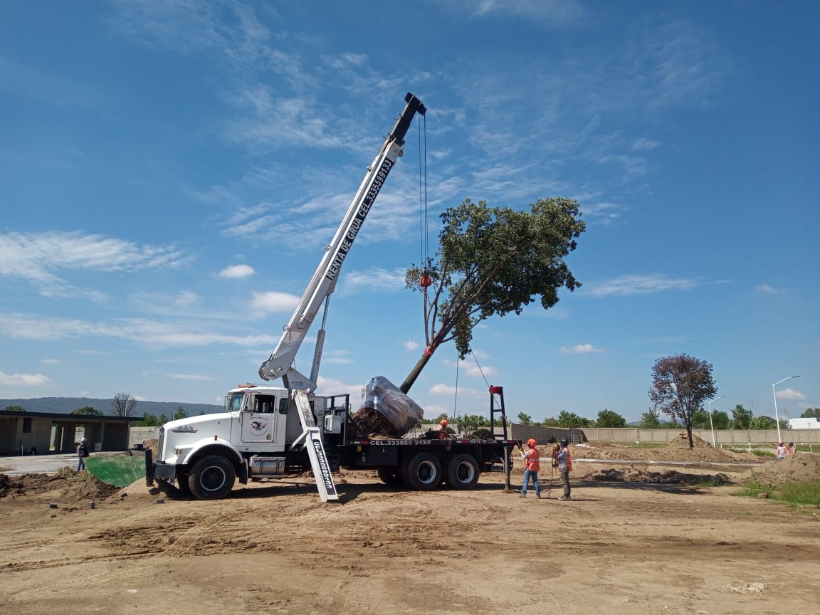 EXTRACCION Y TRASLADO DE ÁRBOLES